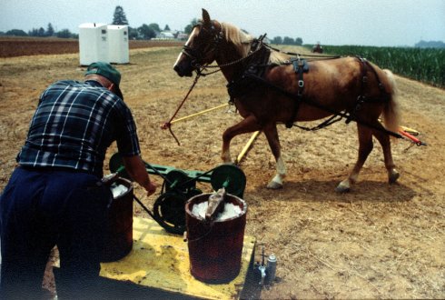 Haflinger making ice cream.